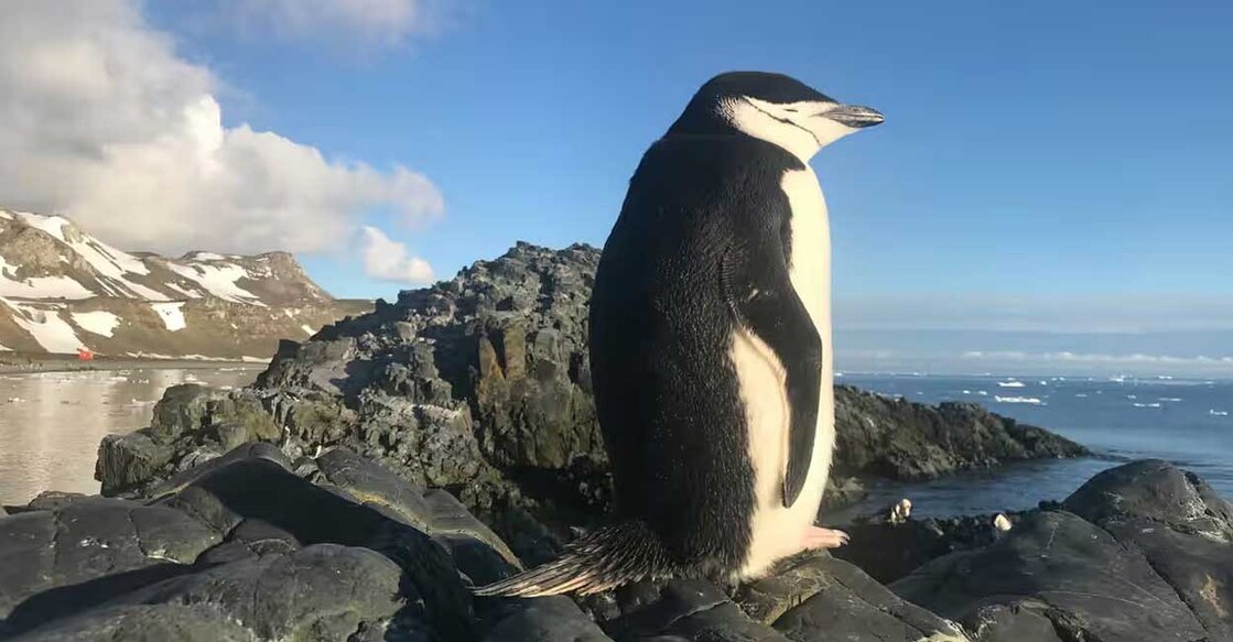 chin-strap-penguin ചിൻസ്ട്രാപ് പെൻഗ്വിന് (Photo: Twitter/@TMIHARINI)