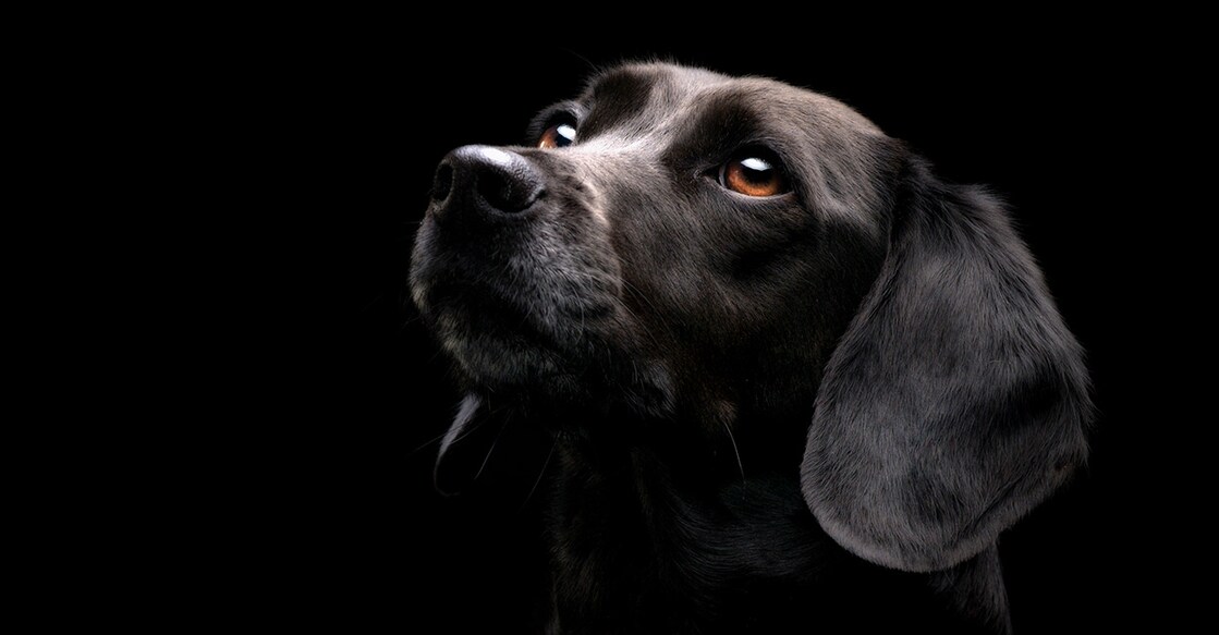 blackdog കറുത്ത നായ ( Credit:dageldog/Istock)