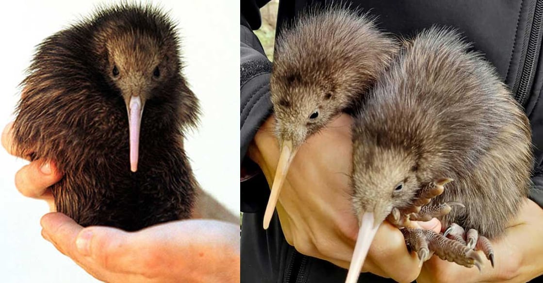 kiwi കിവി (Photo: X/@ani_digital)