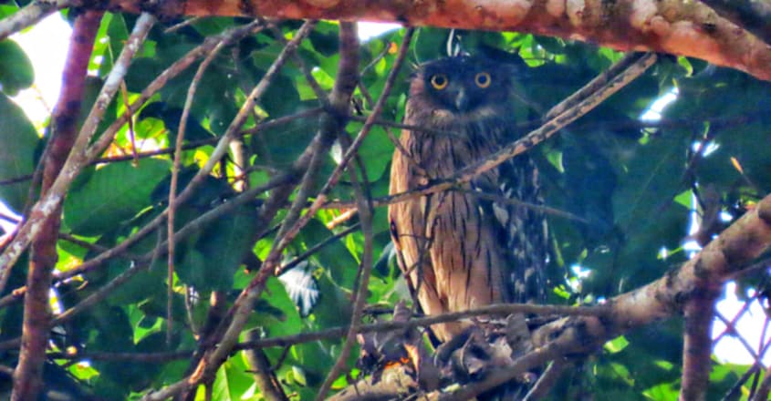 brown-fish-owl
