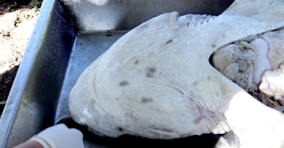 Nearly two dozen sharks found dead after two killer whales' 'surgical' feeding frenzy Image Credit: Facebook/