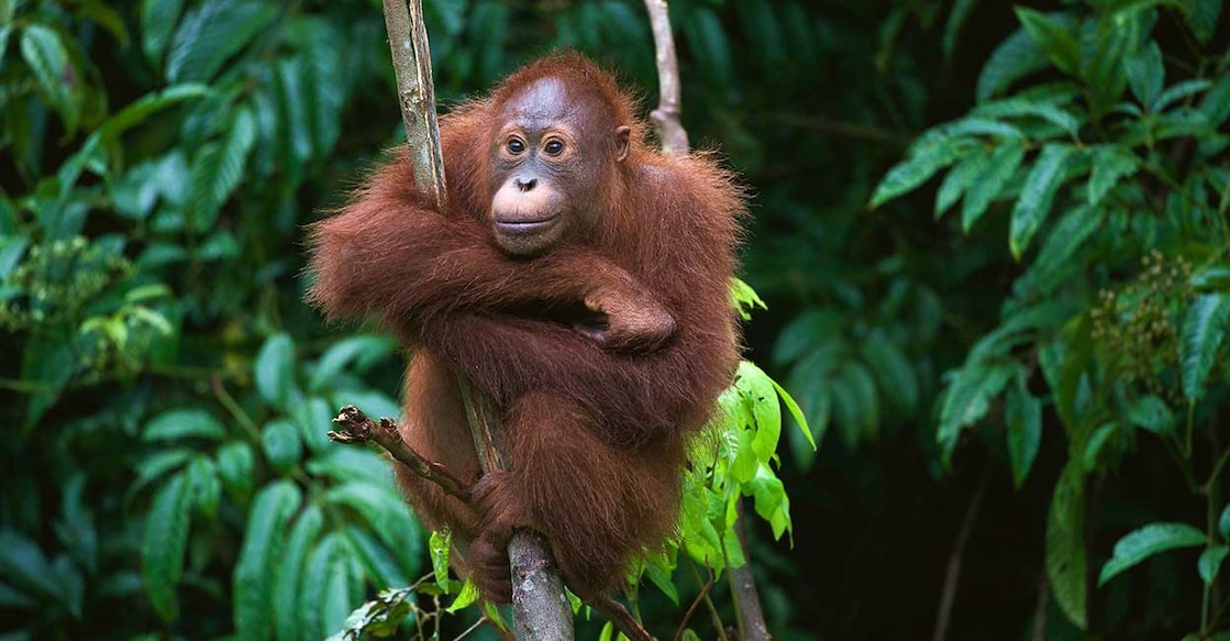 Orangutan Orangutan
