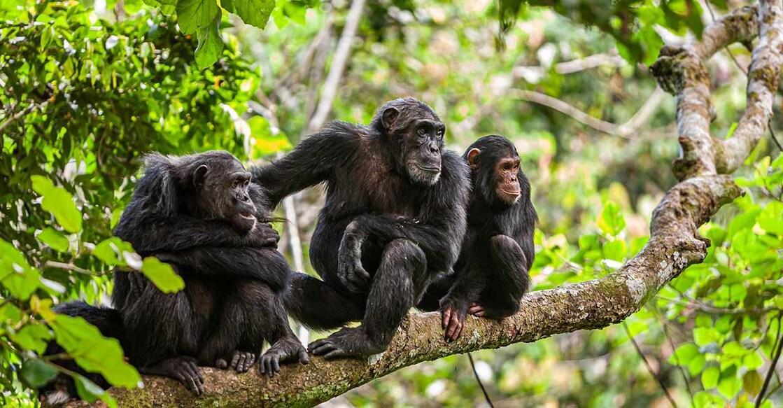 chimpanzee