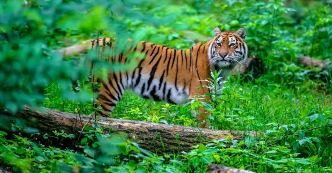 Tiger from Rajasthan’s Ranthambore reserve spotted in MP’s Kuno National Park Image Credit: Kyslynskyy/ Istock
