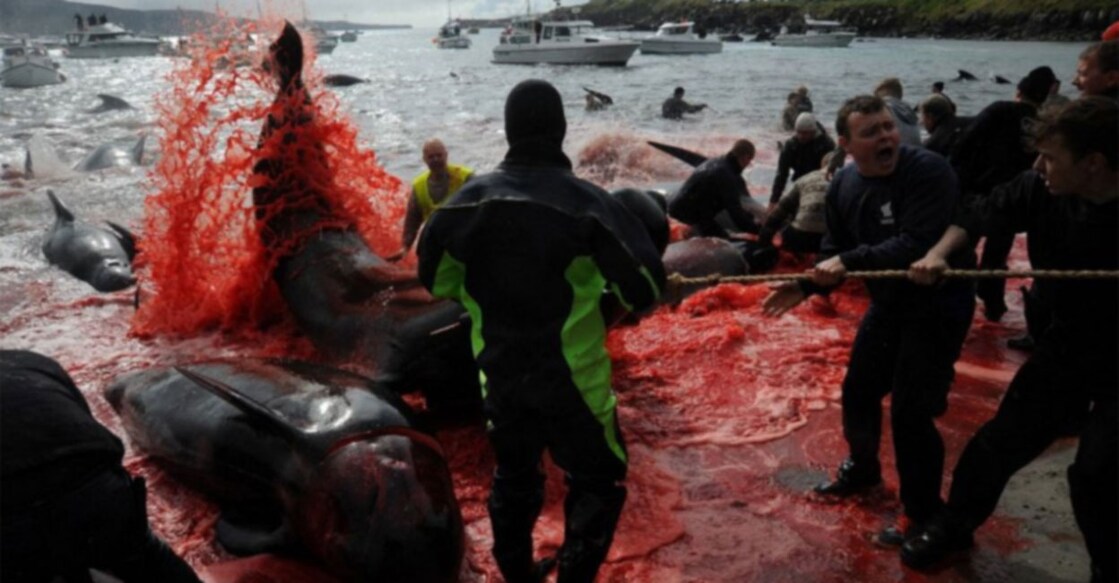 Controversial whale slaughter begins in Faroe Islands Image Credit: Twitter/ Alaturka News/ alaturkanews