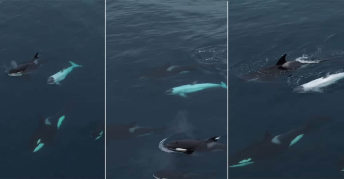 Rare white orca wows whale watchers off the coast of California