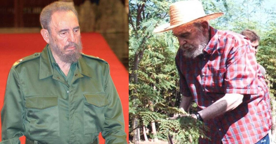 fidel-castro-1 ഫിഡൽ കാസ്ട്രോ(Photo: Twitter/@karinamichelin), ഫിഡൽ കാസ്ട്രോ തന്റെ പറമ്പിൽനിന്ന് മുരിങ്ങയില പറിക്കുന്നു. (Photo: Twitter/ @Kathirnambi)