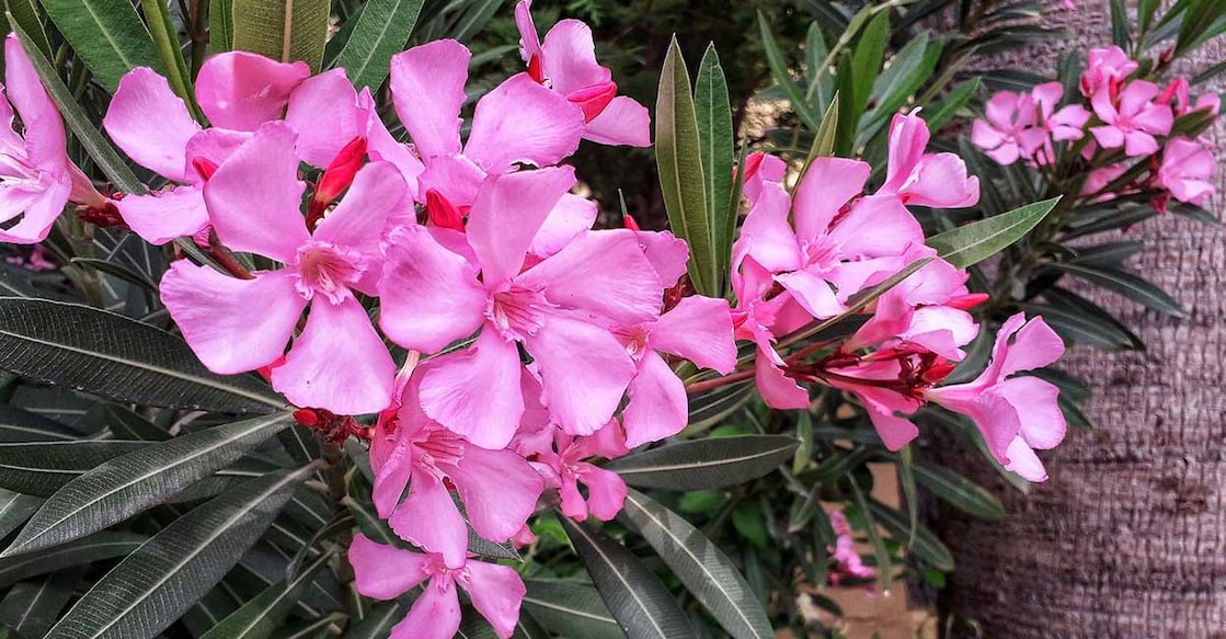 oleander-plants അരളി (Photo: X/@Arceus__apk)