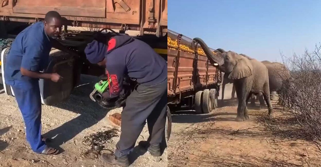 elephant-animal വിഡിയോയിൽ നിന്ന് (Screengrab:Baba Ibadan ® in Texas / Istagram )