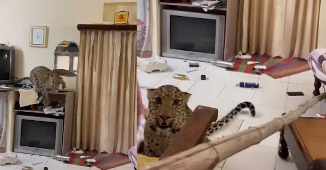 leopard-animal വിഡിയോയിൽ നിന്ന് (Photo: X/ @iNidhisolanki)