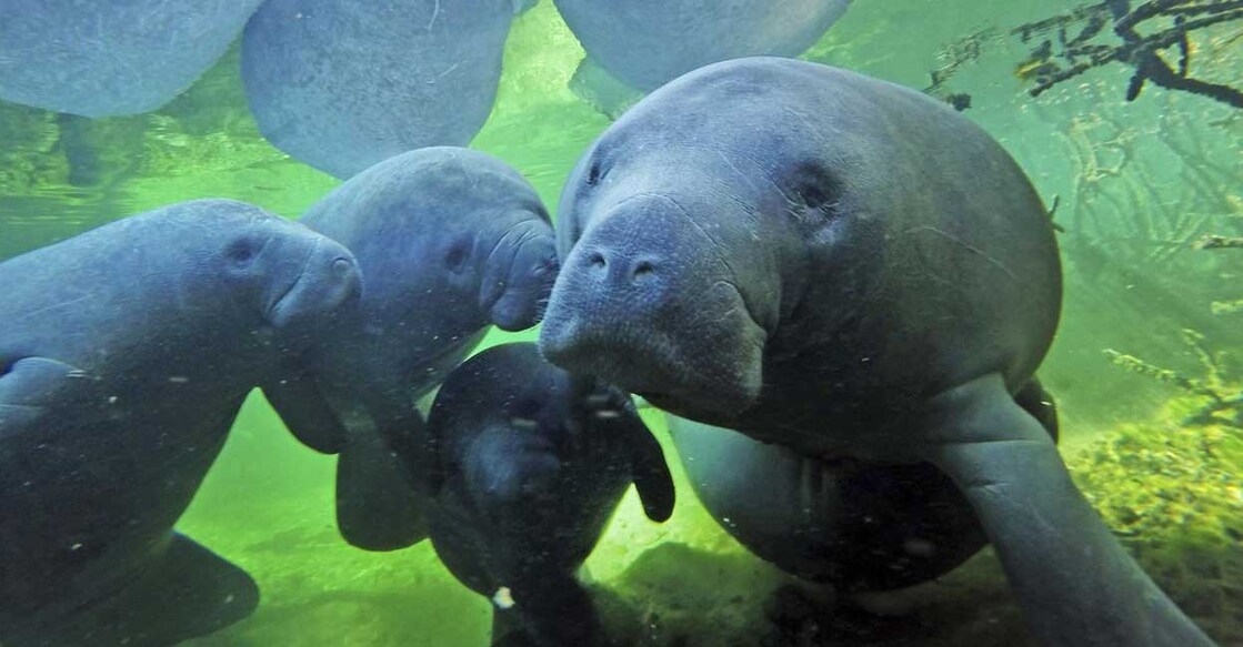 manatee മനാട്ടി (Photo: X/@WashTimes)