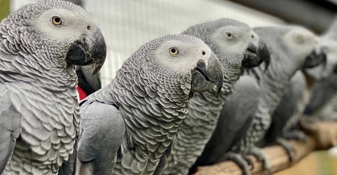 parrot-birds ബ്രിട്ടനിലെ ഫ്രിസ്ക്നിയിലുള്ള ലിങ്കൺഷയർ വന്യജീവി പാർക്കിലെ തത്തകൾ (Photo: X/ @MettaBhavana1)