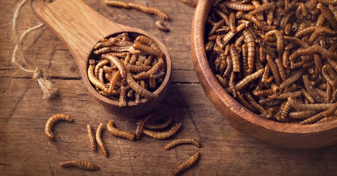 mealworm മീൽവേം (Credit:egal/ Istock)