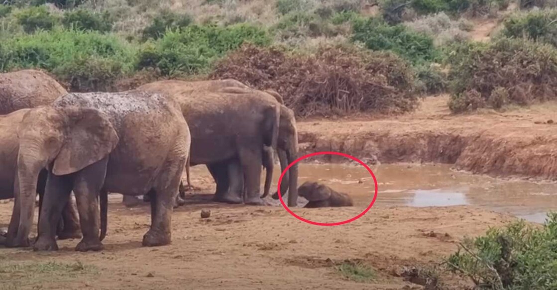 animal-elephant