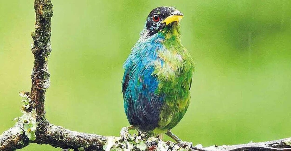 halffemale-birds ജോൺ മുറില്ലോ പകർത്തിയ ചിത്രം.