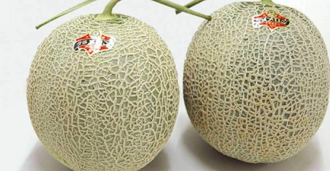 ലോകത്തിലെ ഏറ്റവും വിലകൂടിയ മധുരമത്തങ്ങ! ഒരെണ്ണത്തിന്റെ വില 20