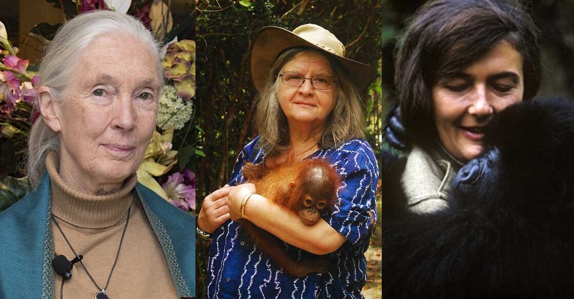 monkey-the-trimers Jane Goodall, Dr. Birutė Galdikas, Dian Fossey (Photo: Wikipedia)