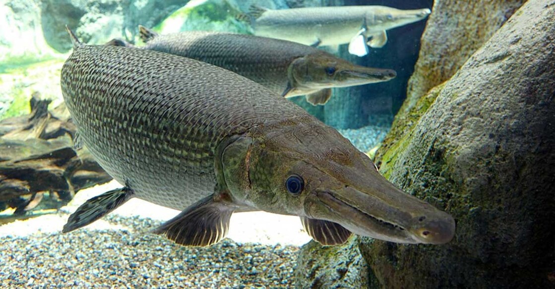 alligator-gar (Photo: X/@FemboyYt)