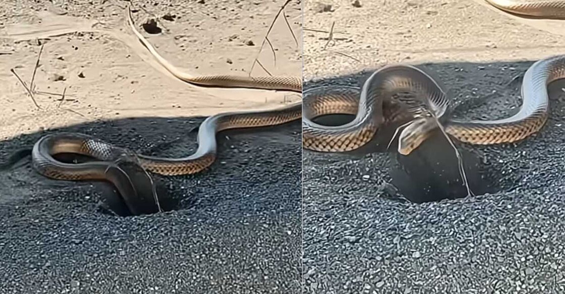 കുഴിയെടുക്കുന്ന പാമ്പ് (Photo: Instagram/sunshinecoastsnakecatchers)