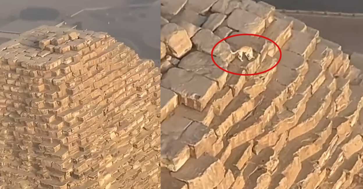 Pyramind Dog ഇവിടെ എങ്ങനെ എത്തി ? ഈജിപ്തിലെ കൂറ്റൻ പിരമിഡിനു മുകളിൽ നായ ...