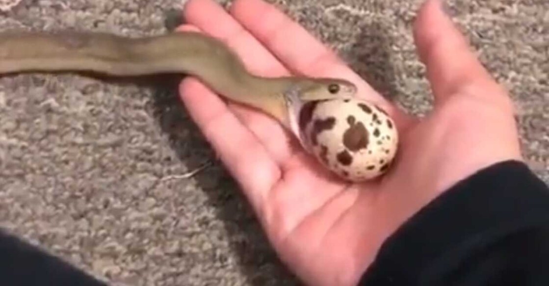 snake-video (Photo:X/@AMAZlNGNATURE)