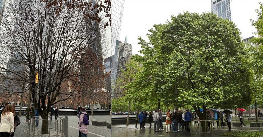 tree-groundzero