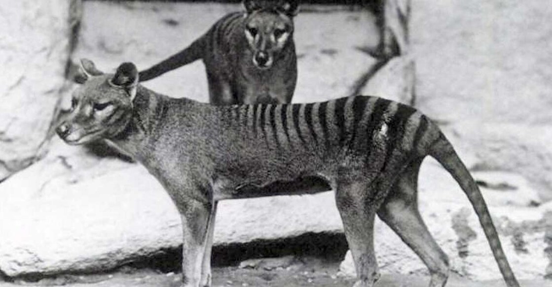 tasmanian-tigerr tasmanian-tigerr