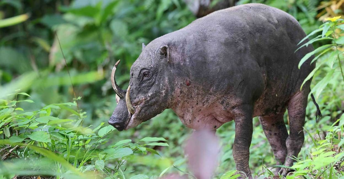 babirus Babirusa (Photo:X/@inaturalist)