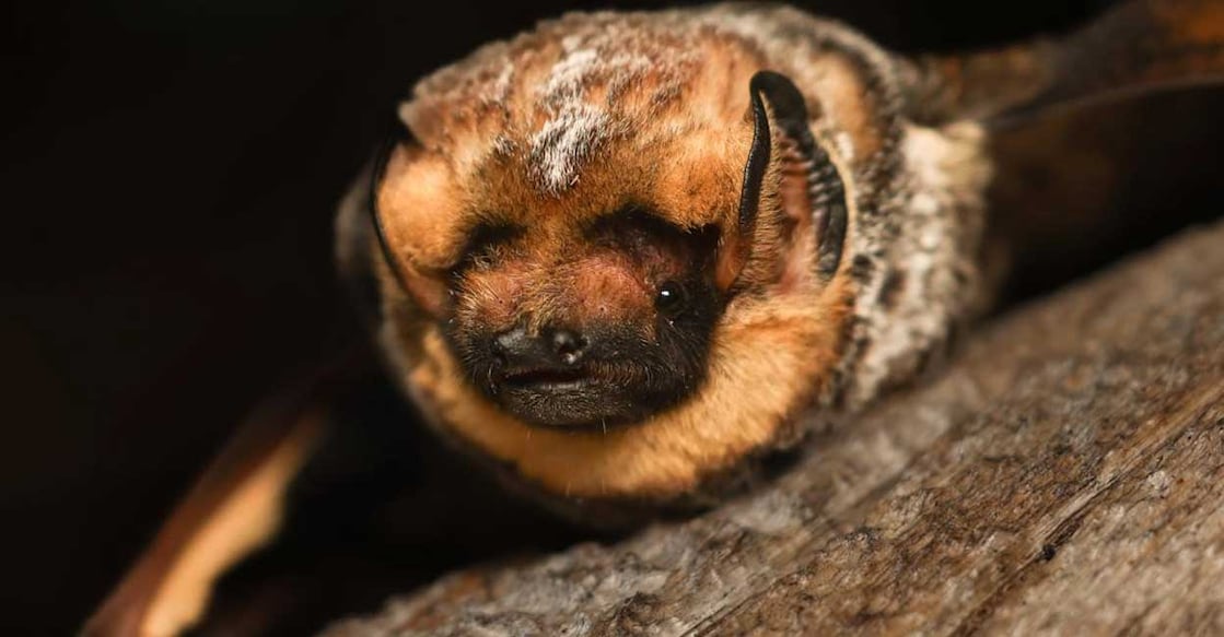 bats (Photo: X/ @MacekNewsNation)