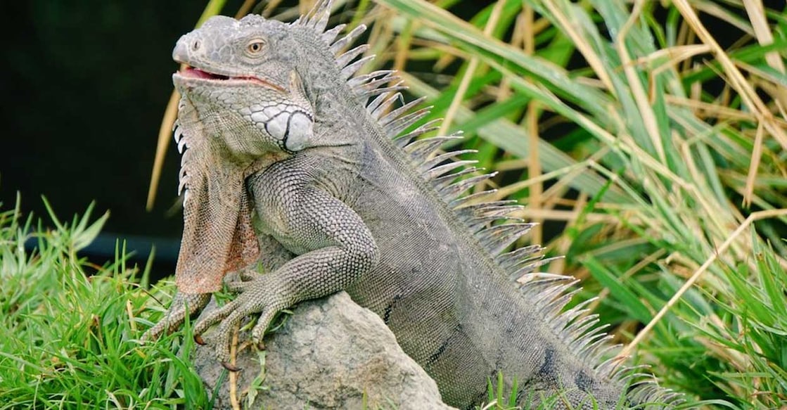 iguana ഇഗ്വാന (Photo:X/@MrScottEddy)