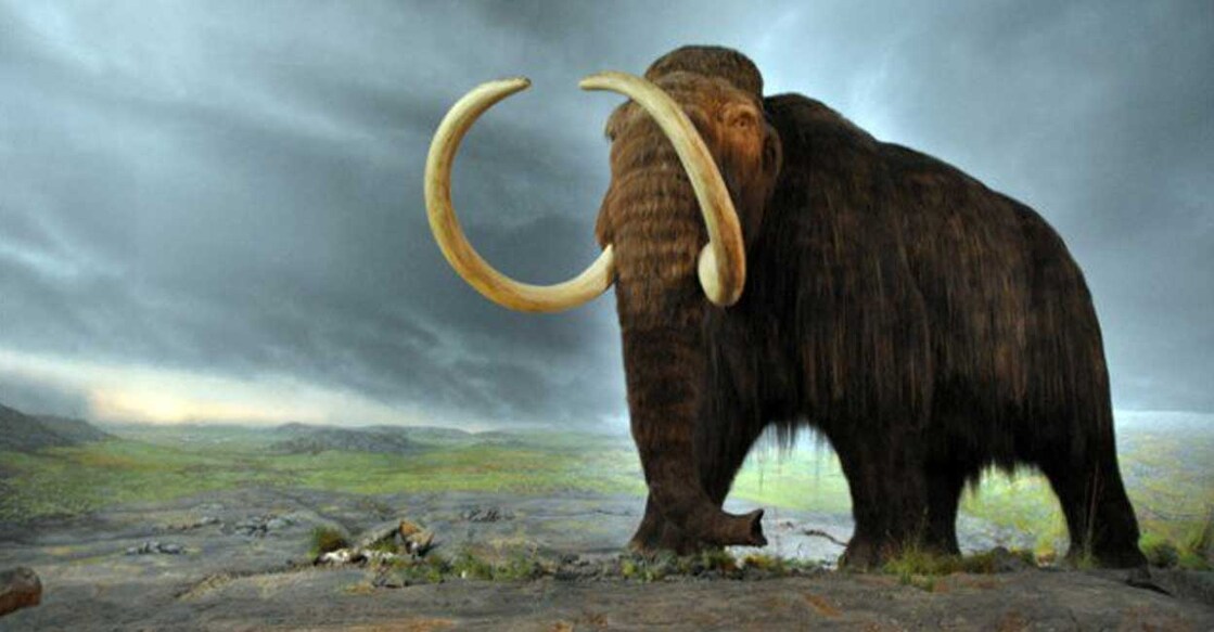 mammoth