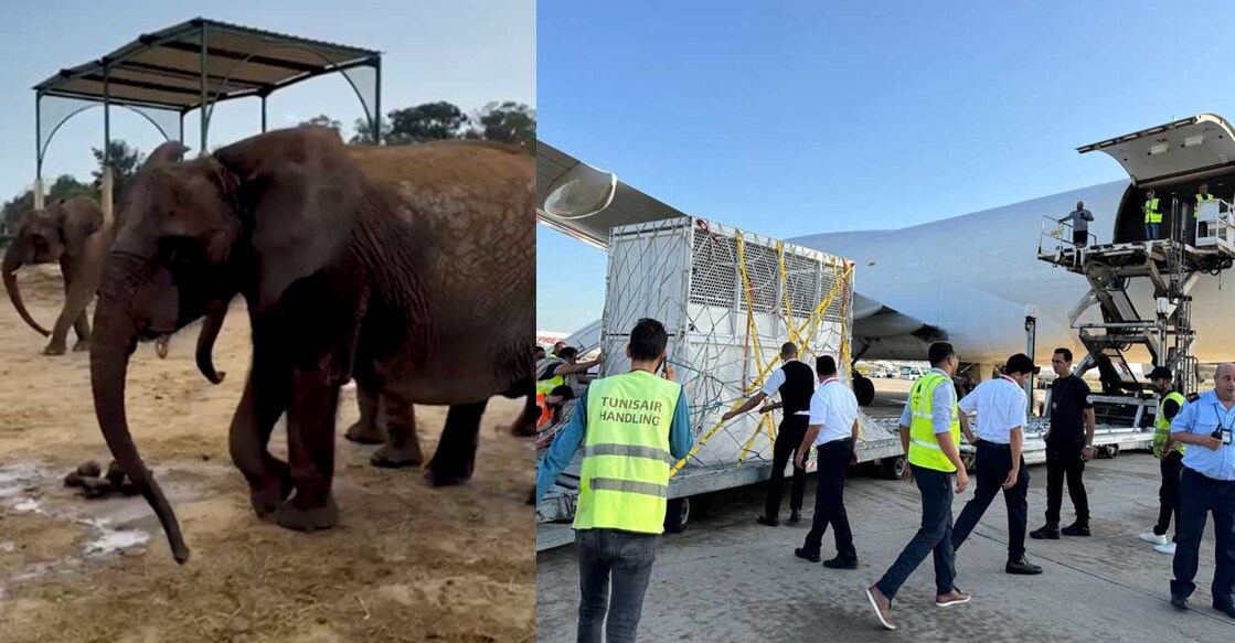 elephant-vanthara വൻതാരയിൽ എത്തിയ ആഫ്രിക്കൻ ആനകൾ