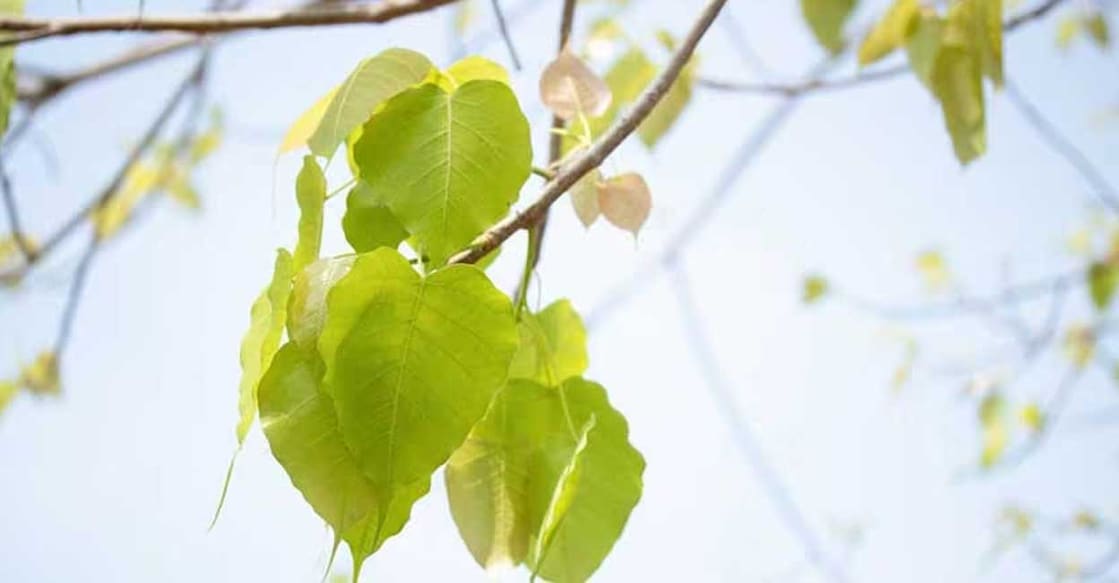 banyan-tree Representative Image (Photo: X)