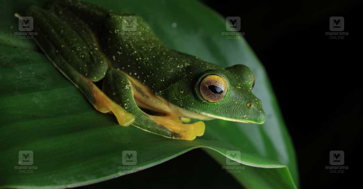 Pooran Insect Image ദിനോസറുകൾക്കൊപ്പം ജീവിച്ചിരുന്നവർ, നക്ഷത്രങ്ങൾ തൂകിയവർ; നിസാരമല്ല ...