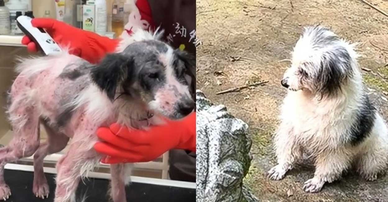 ഉടമ മരിച്ചു, രണ്ട് വർഷം ശവകുടീരത്തിനരികിൽ നായ; മരണവക്കിൽ നിന്നും രക്ഷ