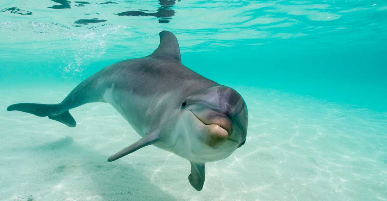 ഒറ്റപ്പെടൽ സഹിക്കാനാവുന്നില്ല; വിഷമം തീർക്കാൻ സ്വയം സംസാരിച്ച് ഡോൾഫിൻ