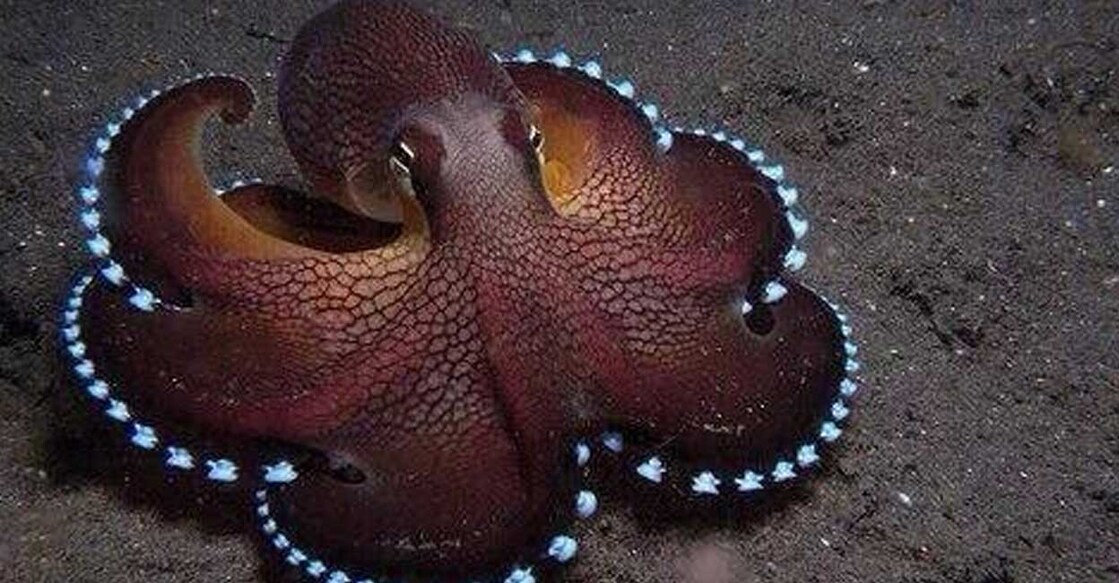 Coconut Octopus (Photo:X/@SaraUpdate)