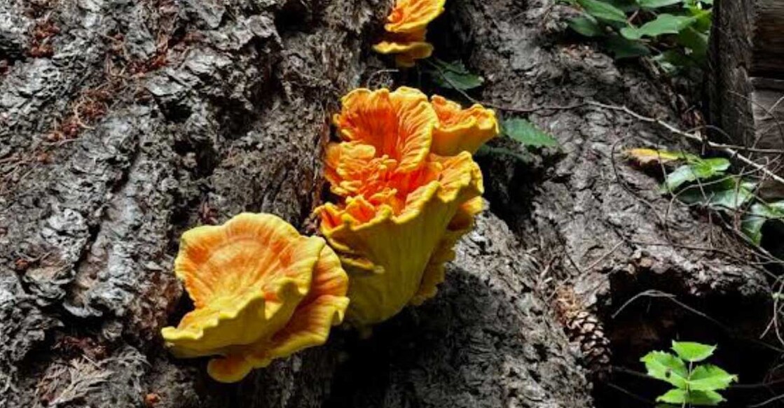 fungus fungus
