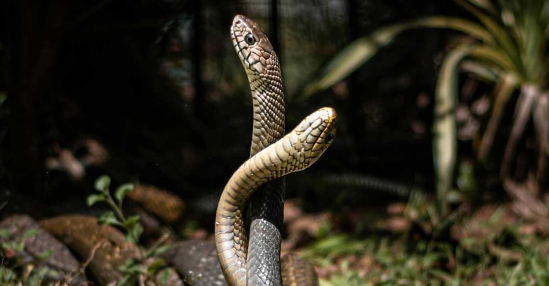 snakemate (Photo Contributor: Msjoy / Shutterstock)