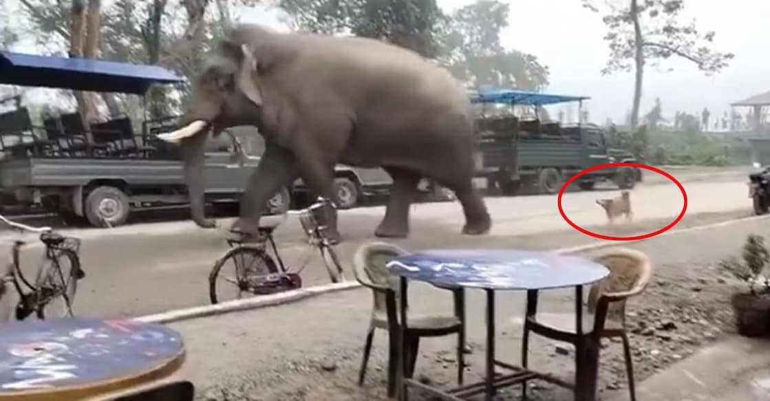 elephant-dog elephant-dog