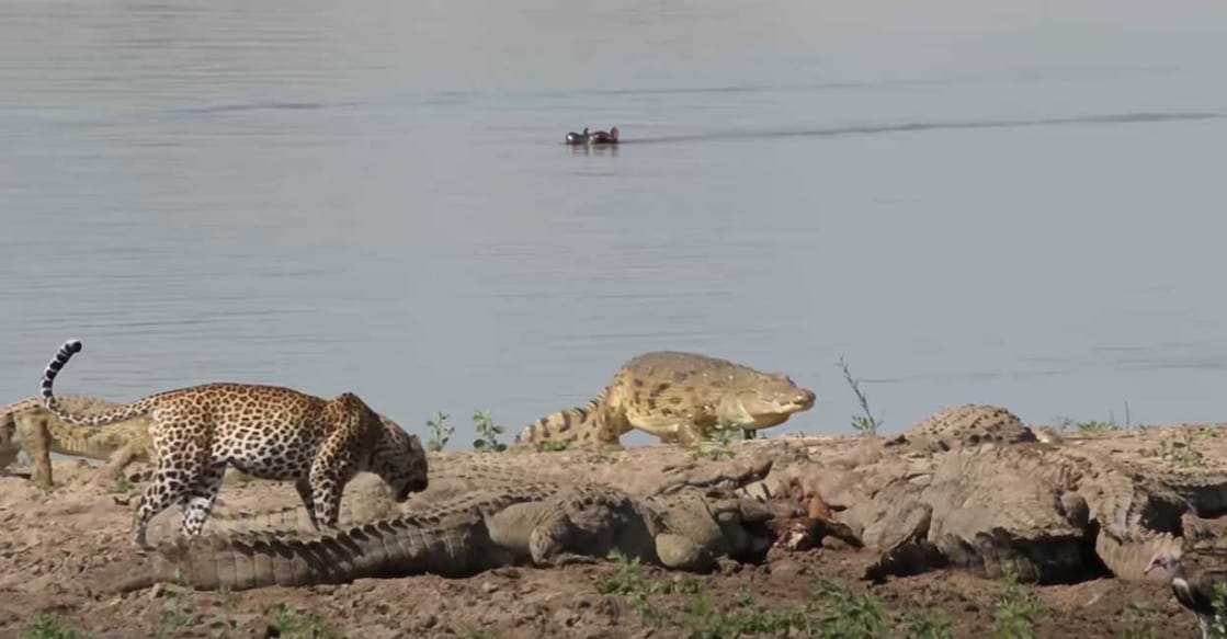 (Photo: Youtube/Latest Sightings)
