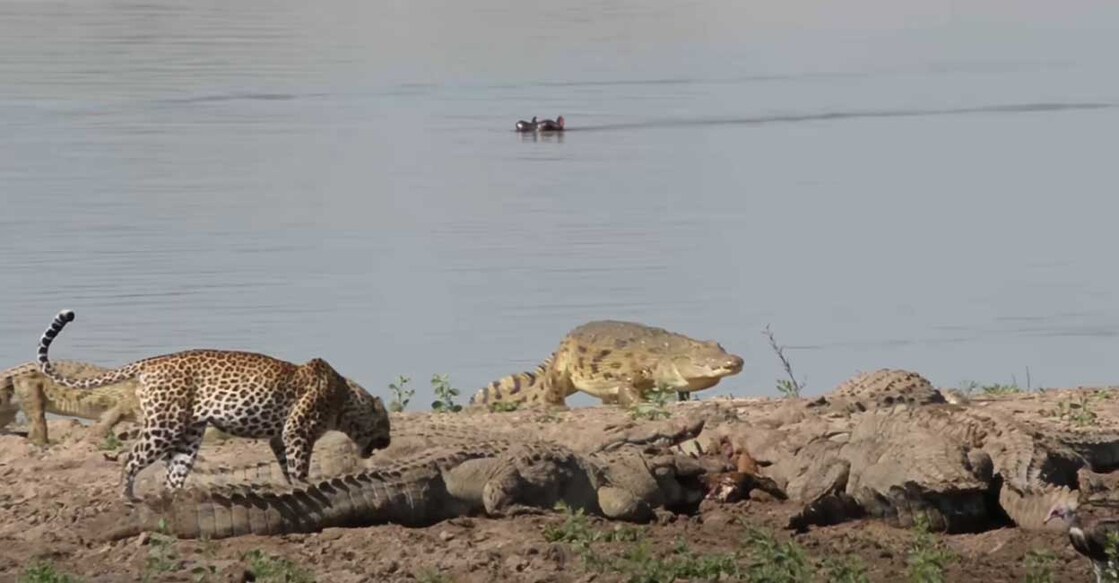 crocodiles (Photo: Youtube/Latest Sightings)