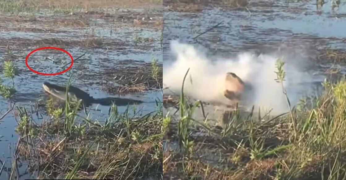 crocodile-video