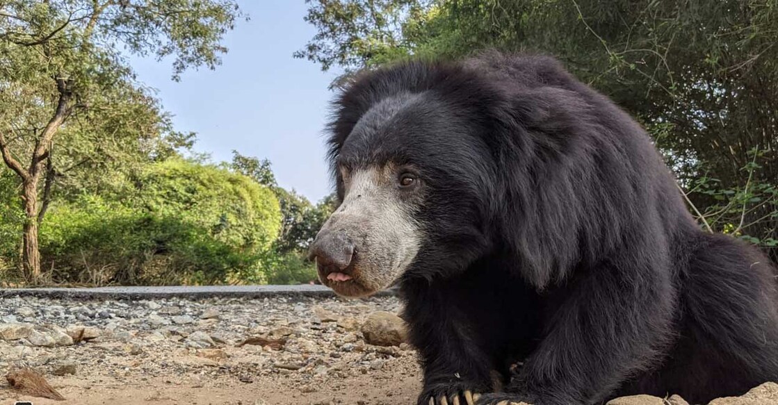 raju-dancing-bear