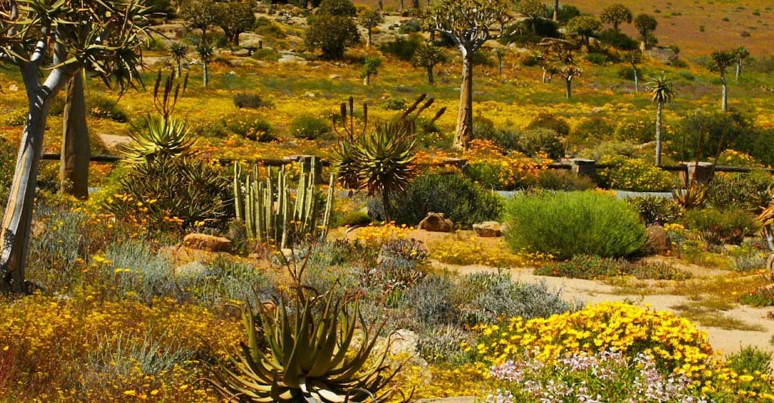 karoo Representative Image (Photo:X/@israeliherald)