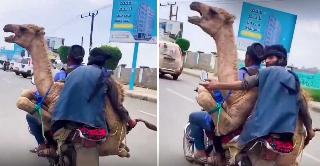 camels ഒട്ടകത്തെ ബൈക്കിൽ കൊണ്ടുപോകുന്ന യുവാക്കൾ (Photo:X/@MeenaRamesh91)