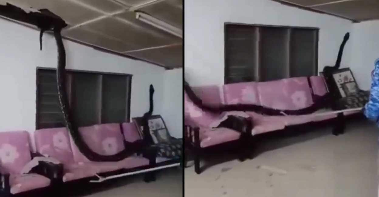 Viral Python Breaks Into Home, Rattles 7 People in Malaysia: Watch the Shocking Video