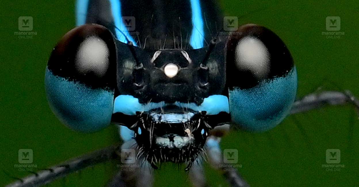 Parumanatta Insect പൊന്മുടിയിൽ നിന്നും പുതിയയിനം മുളവാലൻ തുമ്പിയെ കണ്ടെത്തി; ഗവേഷകർ നൽകിയ ...