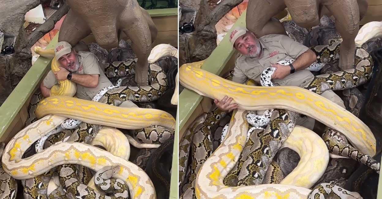 പെട്ടി നിറയെ കൂറ്റൻ പാമ്പുകൾ, അതിനിടയിൽ ഒരു മനുഷ്യനും; ഭയപ്പെടുത്തും ...