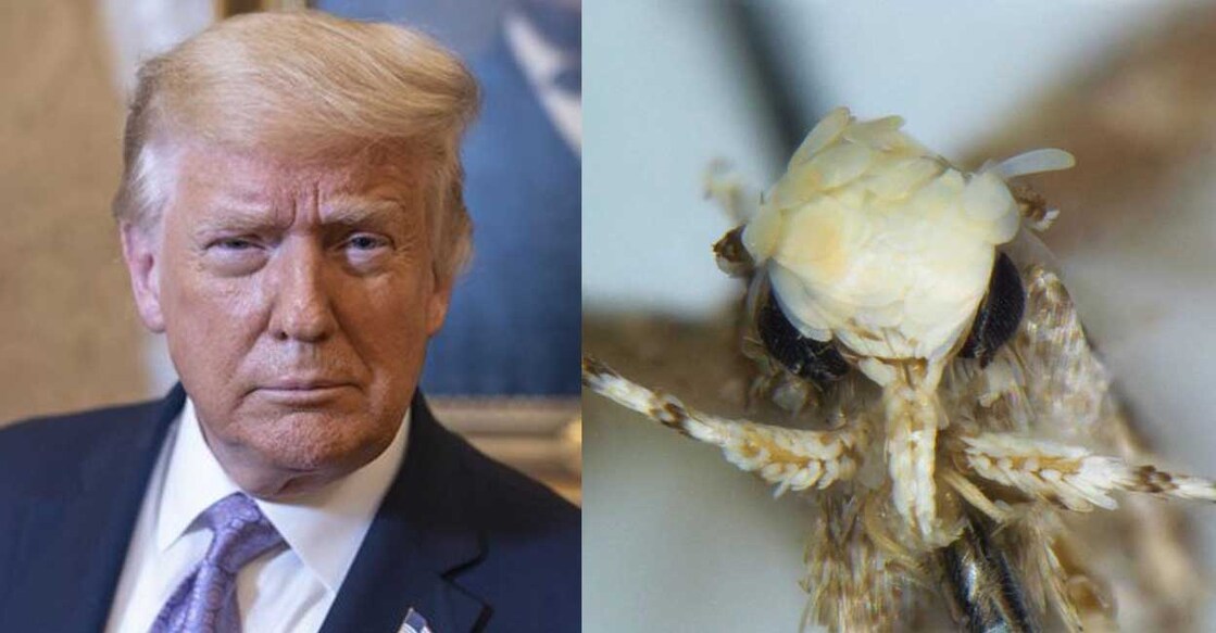 ഡോണൾഡ് ട്രംപ്,  ഡോണൾഡ് ട്രംപി ശലഭം (Photo: X/@TRUMP_ARMY_)